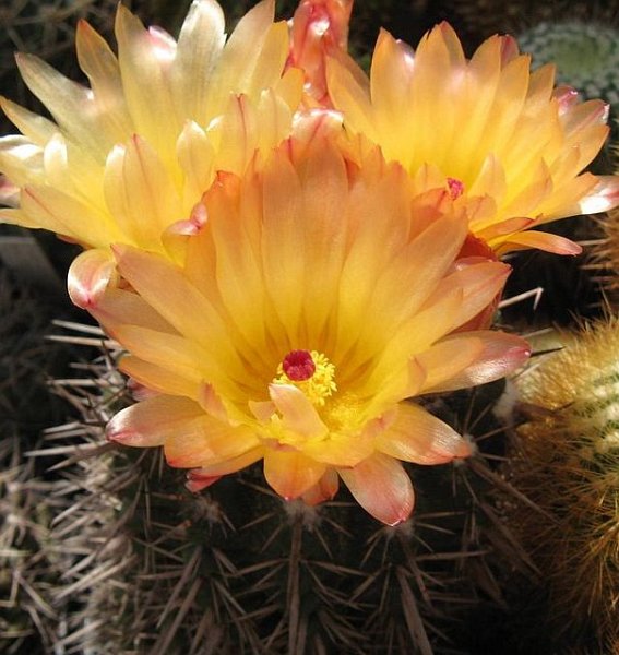 Notocactus submammulosus f. Charrua (1)